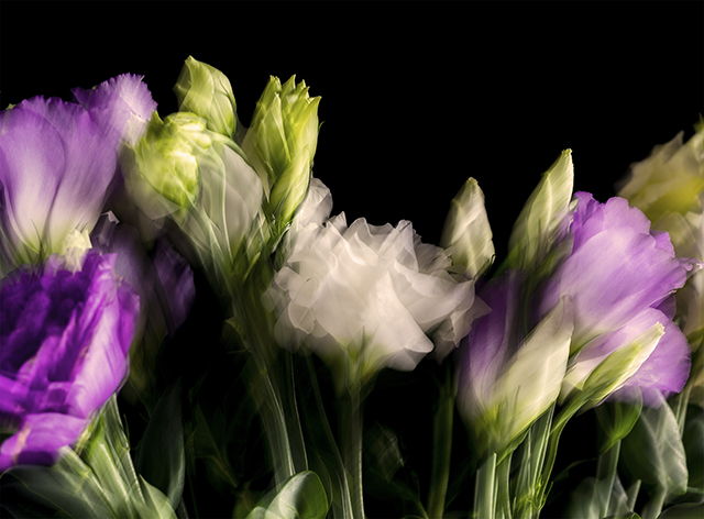 Colección en proceso