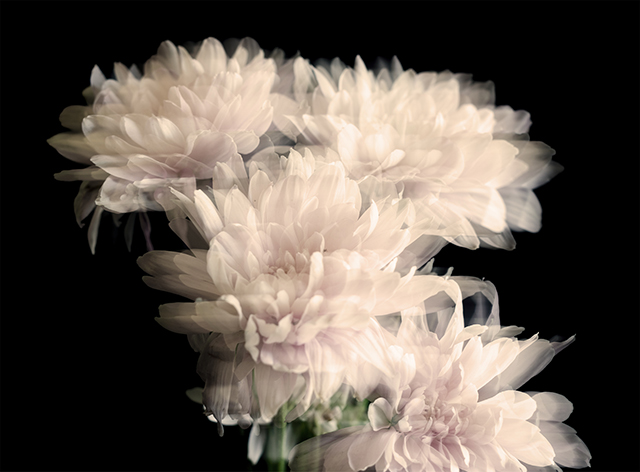 Colección en proceso