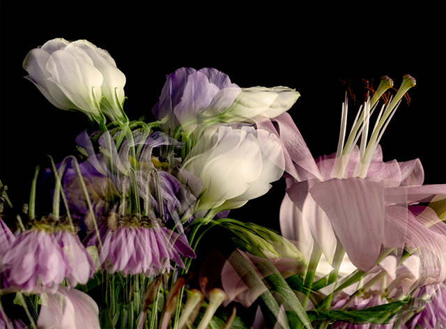 Colección en proceso