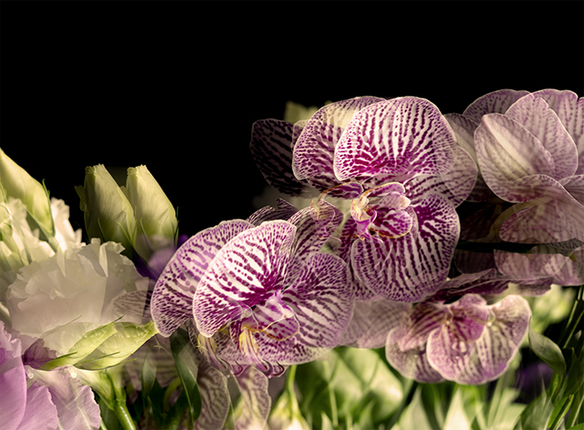 Colección en proceso