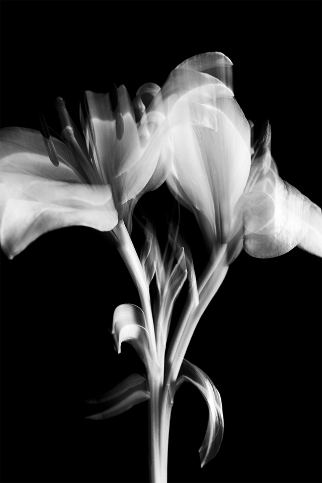 Colección en proceso