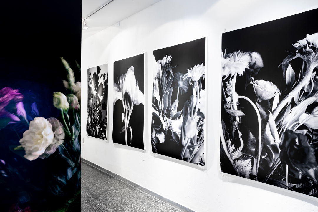 Colección en proceso