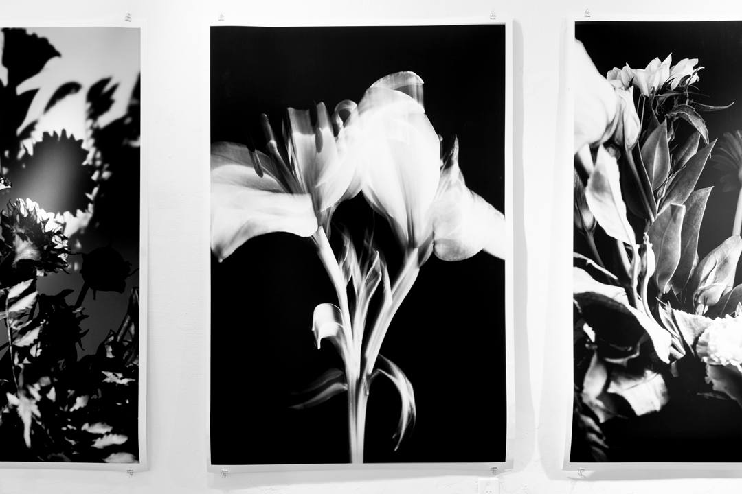 Colección en proceso