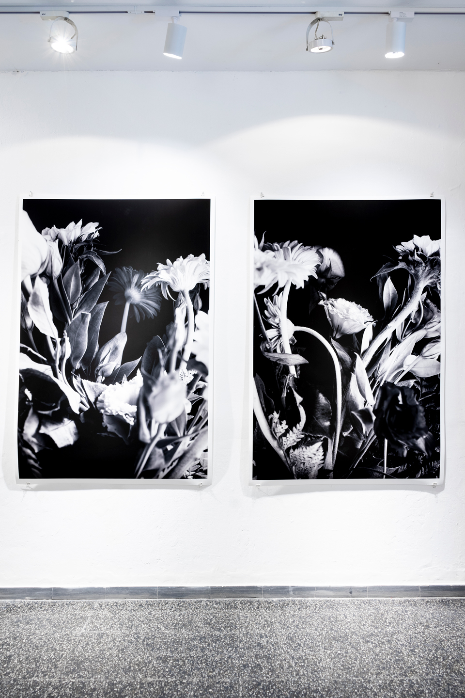 Colección en proceso