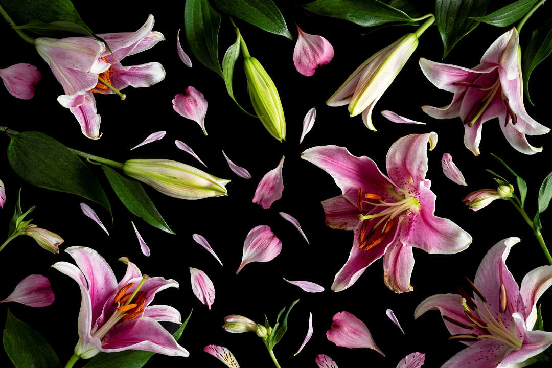 Alejandra Bacigalupi | Sobre lo frágil